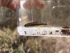 Pteronotropis metallicus