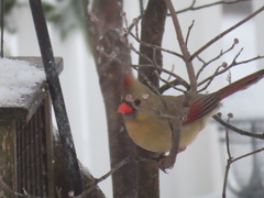 Cardinalis cardinalis