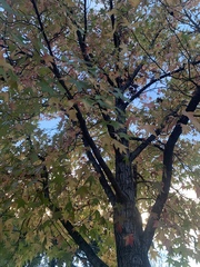 Liquidambar styraciflua