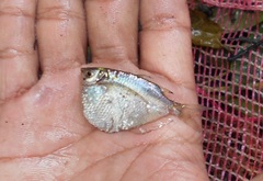 Gasteropelecus maculatus