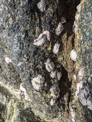 Saccostrea cuccullata