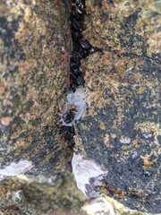 Saccostrea cuccullata