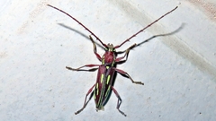 Ambonus distinctus