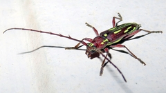 Ambonus distinctus