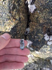 Saccostrea cuccullata