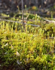 Bryum dichotomum