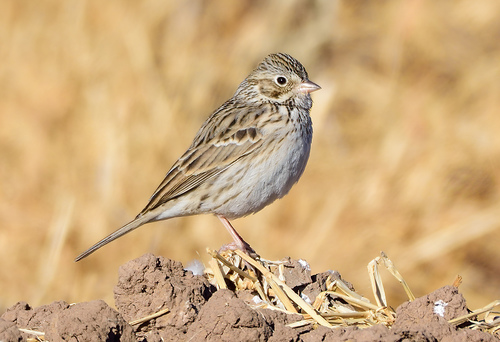 Vesper Sparrow, photo 3 of 9
