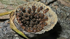 Scaptotrigona xanthotricha