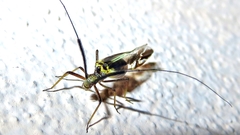 Dictyopsocus pennicornis