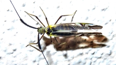 Dictyopsocus pennicornis