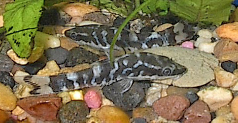 Zebra Dwarf Sucker