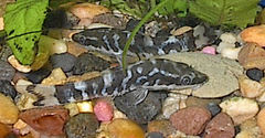 Zebra Dwarf Sucker photo 1
