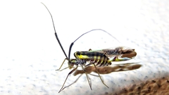 Dictyopsocus pennicornis