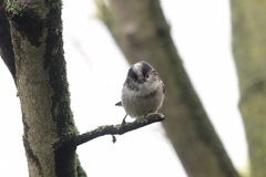 Aegithalos caudatus