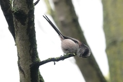 Aegithalos caudatus