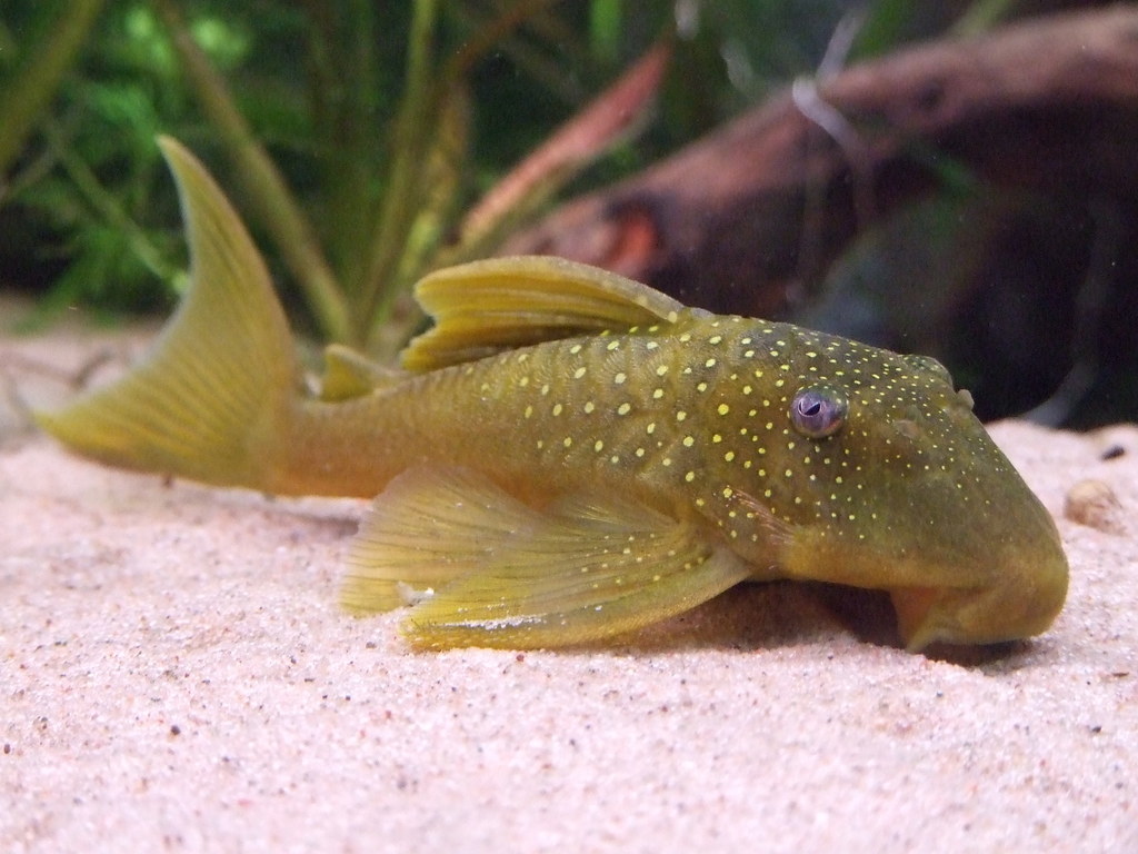 Green Phantom Pleco