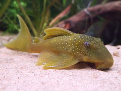 Green Phantom Pleco photo 1
