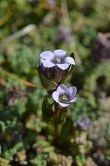 Gentianella turkestanorum