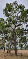 Corymbia clarksoniana