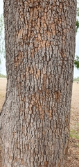Corymbia clarksoniana