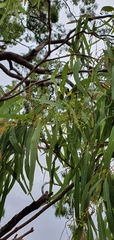 Corymbia clarksoniana
