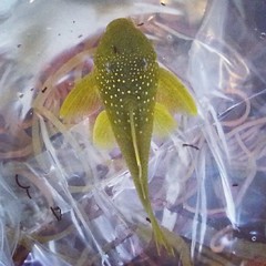 Green Phantom Pleco photo 3