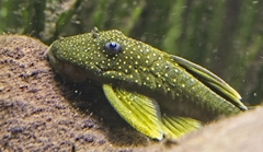 Green Phantom Pleco photo 4