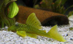 Green Phantom Pleco photo 5