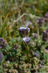 Gentianella turkestanorum