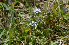 Gentianella azurea
