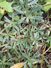 Oenothera humifusa