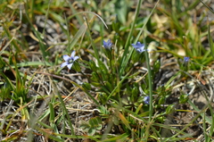 Gentianella azurea