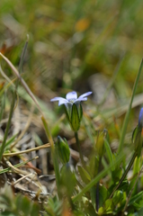 Gentianella azurea