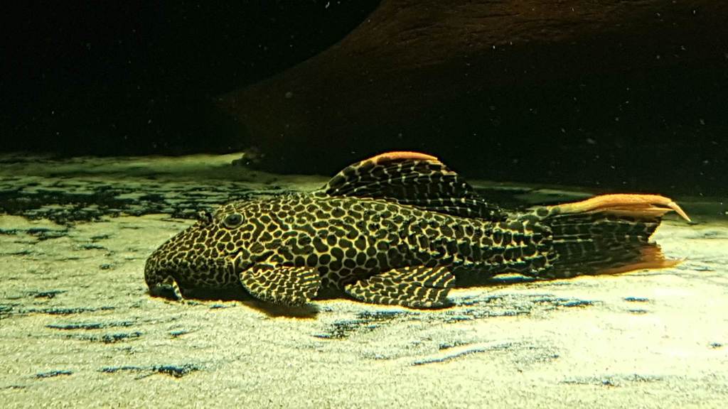 Scarlet-trimmed Pleco