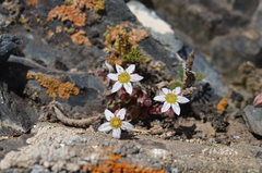 Rosularia alpestris