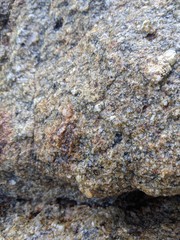 Nodilittorina pyramidalis