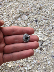 Siphonaria kurracheensis