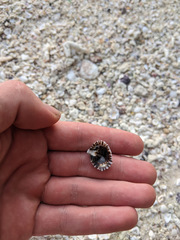 Siphonaria kurracheensis