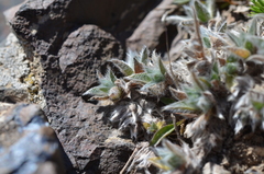 Eritrichium tianschanicum