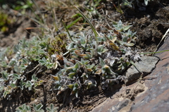 Eritrichium tianschanicum