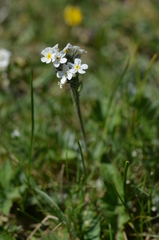 Eritrichium tianschanicum