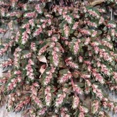 Anisophyllum