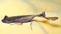 Acanthopidae