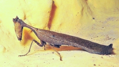 Acanthopidae