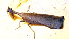 Acanthopidae