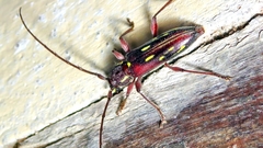 Ambonus distinctus