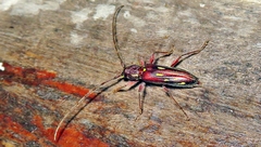 Ambonus distinctus