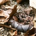 Agkistrodon contortrix - Photo (c) Denny Henke, μερικά δικαιώματα διατηρούνται (CC BY-NC), uploaded by Denny Henke
