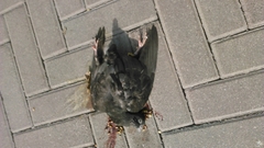 Columba livia domestica