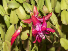 Schlumbergera buckleyi